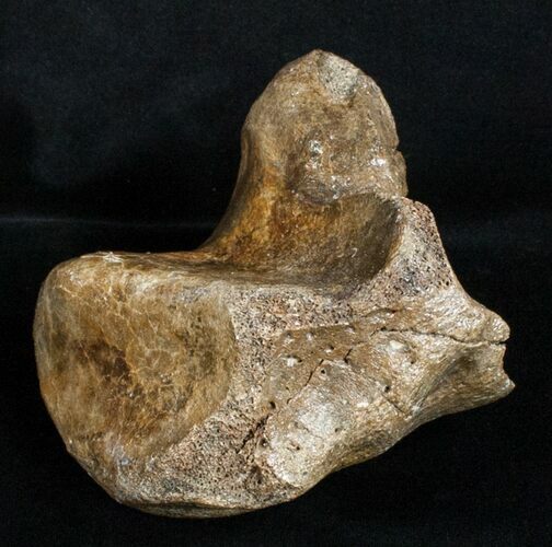 Woolly Rhinoceros Ankle Bone - Late Pleistocene #3452